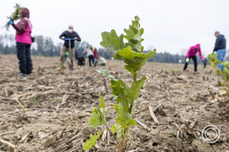 Zöld Magyarország: 50 millió facsemete évente