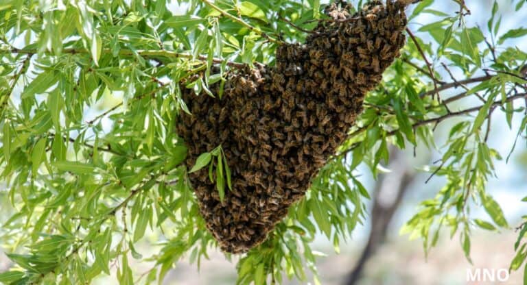 Több száz millió méh szabadult el – felborult egy méhekkel teli kamion