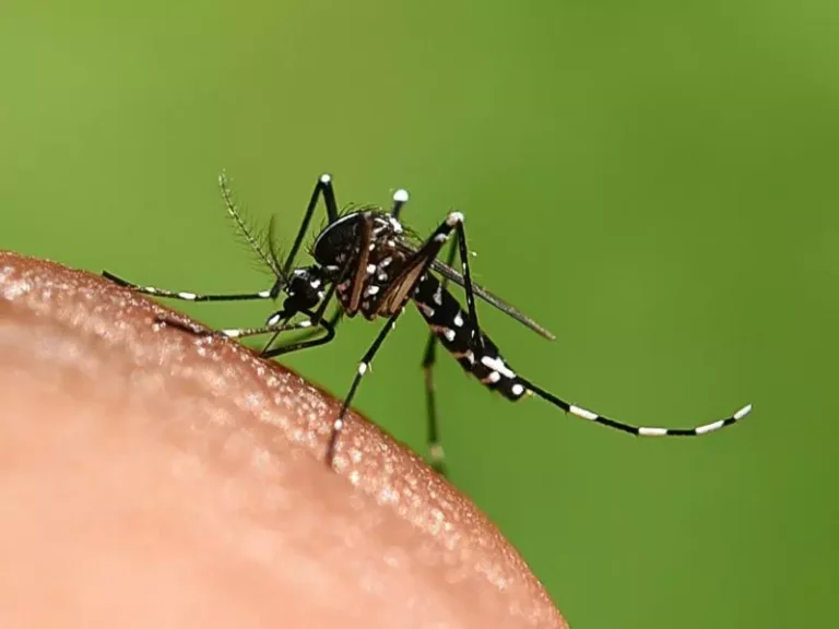 Két halálos kór tombol – közegészségügyi vészhelyzetet hirdettek