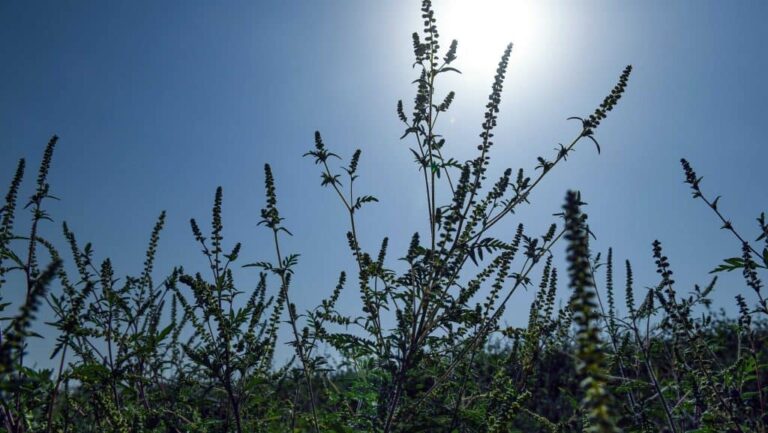 Figyelmeztetést adtak ki: kezdődik az allergiaszezon – Így védekezhetünk a korai pollenrobbanás ellen